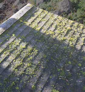 roof with moss